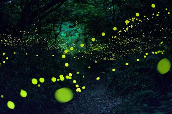 杭州千岛湖萤火虫主题公园在哪里-门票-开放时间