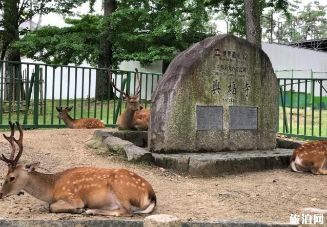 奈良公園游玩攻略 奈良公園有什么好玩的