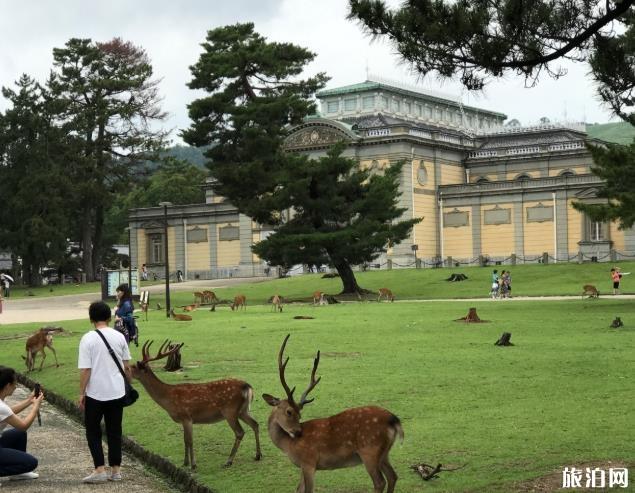 奈良公園游玩攻略 奈良公園有什么好玩的