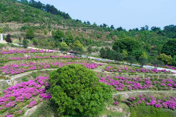 武穴龙门花海景区旅游攻略-门票价格-景点信息