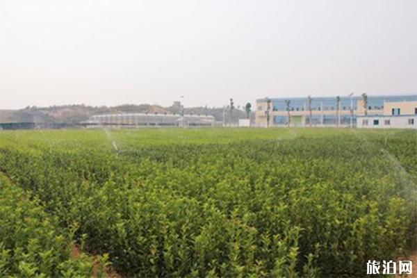 2022黄袍山国家油茶产业示范园游玩攻略 - 地址 - 交通 - 天气