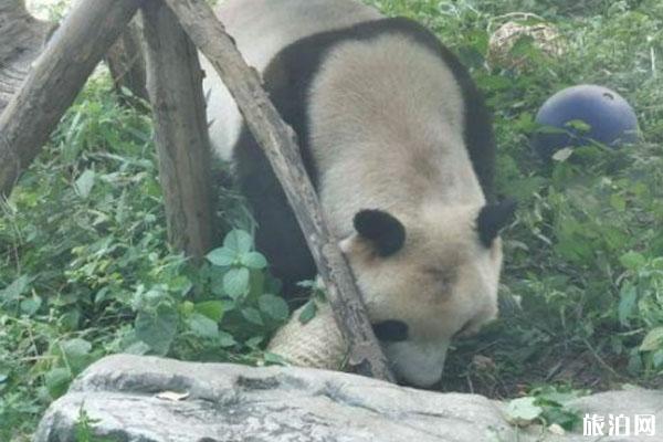 北京動物園熊貓禿頭是怎么回事 官方回應