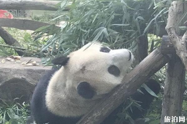 北京动物园熊猫秃头是怎么回事 官方回应
