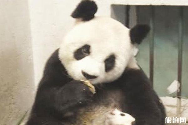 大熊猫雷雷因癫痫发作去世 曾生活在哪里-资料
