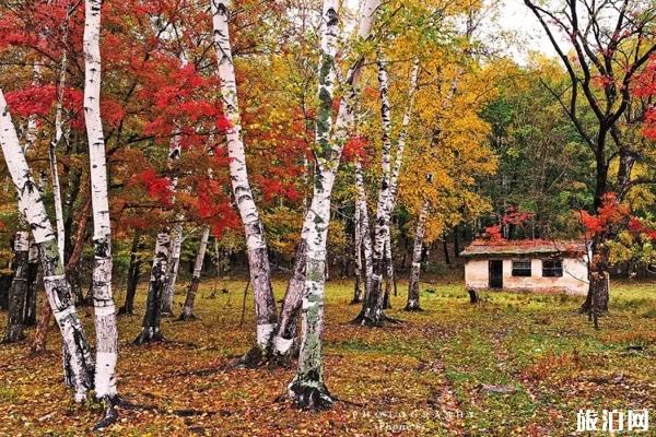 2020國慶紅葉哪里有-賞紅葉好去處 紅葉最佳觀賞時間地點