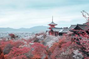 2020年国庆可以去日本旅游了吗 去日本带转换插头吗