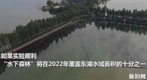 武汉东湖水下森林 武汉东湖水质环境怎么样