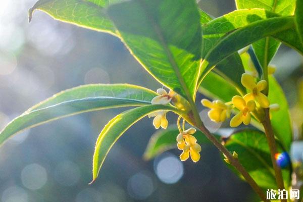 成都賞桂花的好去處 最佳觀賞時間