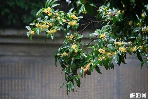 成都賞桂花的好去處 最佳觀賞時間