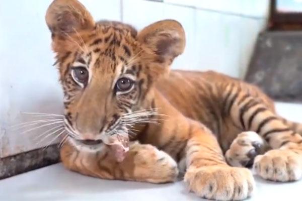 世界唯一虎狮虎兽宝宝满百天 生活在哪里