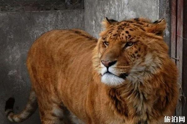 世界唯一虎狮虎兽宝宝满百天 生活在哪里
