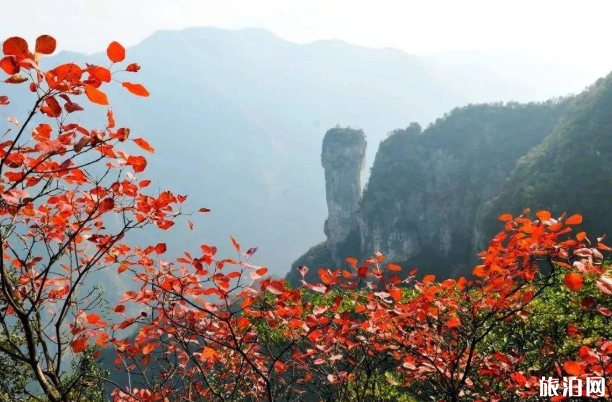 2020國慶巫山紅葉紅了嗎 巫山紅葉最佳觀賞時間及地點