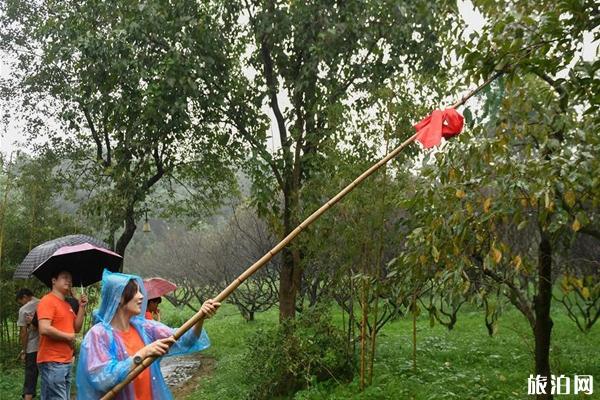 西溪火柿节2020时间和地点 西溪火柿节活动介绍