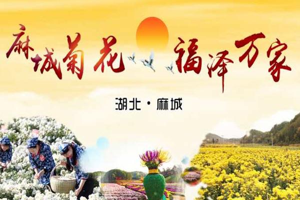 2020麻城菊花节是几月几日和在什么地方