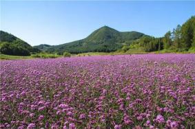 大伙房湿地公园景点介绍-门票价格-景点信息