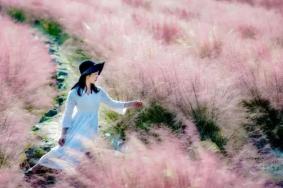 武汉哪里有粉黛子草看