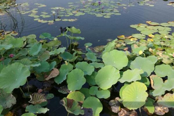 山东微山湖湿地红荷旅游区门票 什么时候去最好