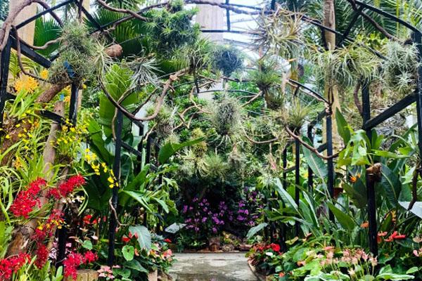 上海植物园国庆期间有什么花展2020