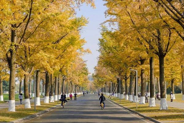 杭州赏银杏的最佳时间和地点2020