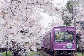 日本樱花哪里最好看 最佳赏樱时间