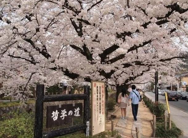 日本樱花哪里最好看 最佳赏樱时间