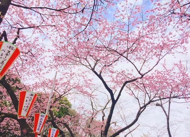 日本樱花哪里最好看 最佳赏樱时间