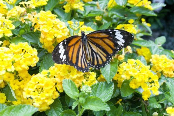 2020上海动物园蝴蝶展开放日期 上海动物园蝴蝶展活动介绍