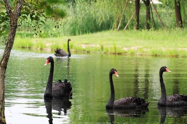 2020上海辰山植物園自然生活節時間和門票 上海辰山植物園自然生活節活動介紹