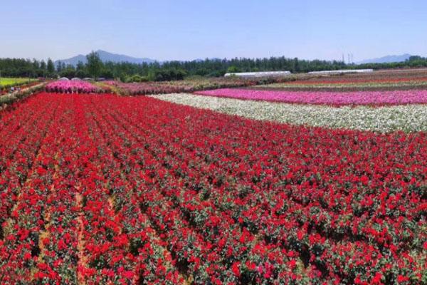 2020杭州新沙島玫瑰園國慶開放時(shí)間 門票價(jià)格