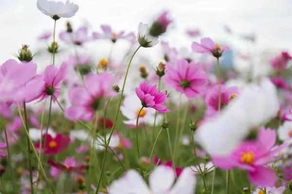 廈門哪里可以賞花 廈門賞花好去處