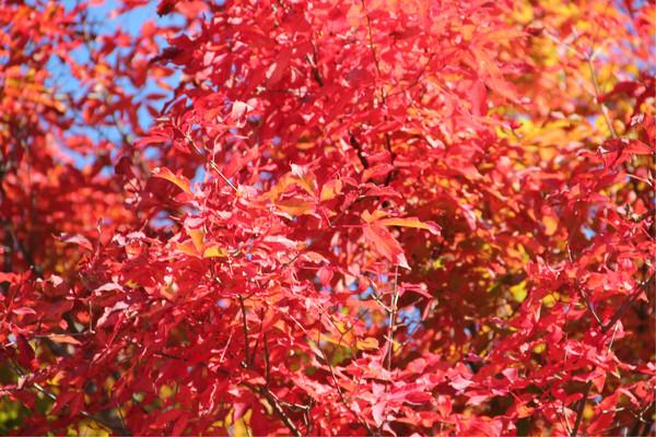 2020蘇州天平山紅楓節(jié) 時間-地點-門票