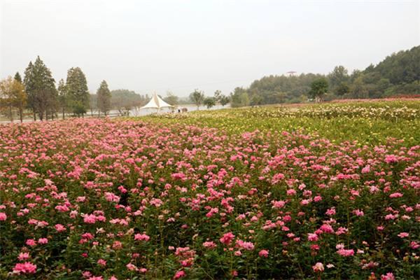 2020杭州新沙岛玫瑰园赏花攻略