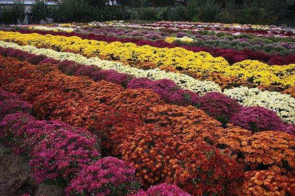 2020西安植物园秋季菊花展活动安排