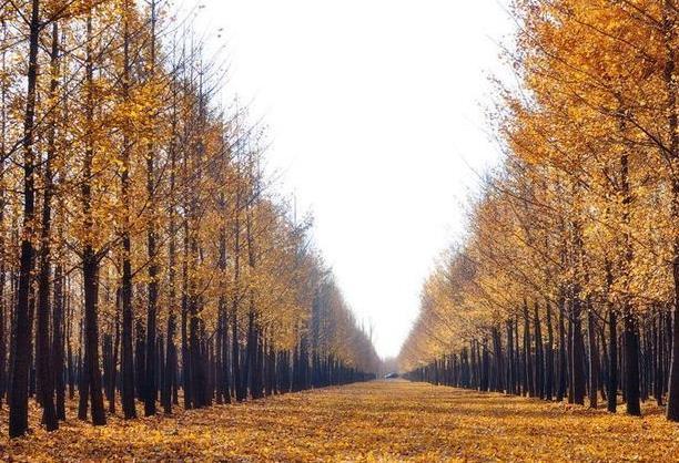 北京周边一日游攻略 北京周边适合秋季旅游的地方
