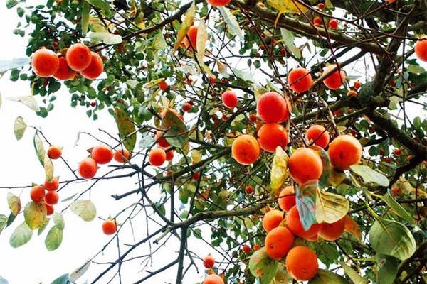 2020余姚四明山丹山赤水柿子节有哪些活动