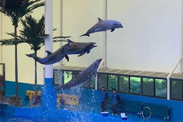 欢乐海洋大世界鲨鱼馆致人死亡是怎么 景区情况介绍