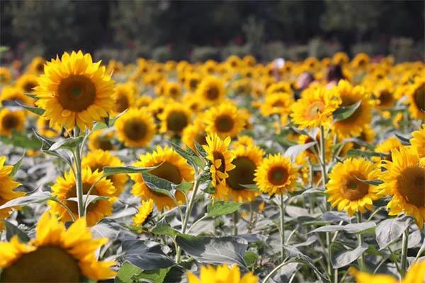 湖南省植物园秋季赏花指南 花展种类及花期时间