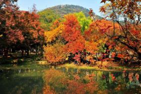 2020天平山赏枫叶最佳时间地点