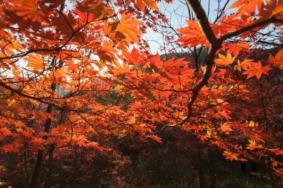 天津观赏红叶最佳地方 有哪些