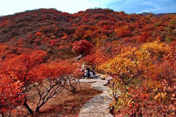 2020北京紅葉節(jié)活動匯總 時間-地點