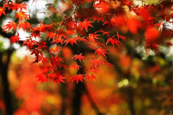 天津紅葉哪里賞 2020天津紅葉最佳觀賞時間