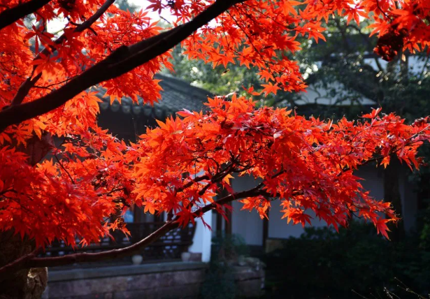 天津紅葉哪里賞 2020天津紅葉最佳觀賞時間