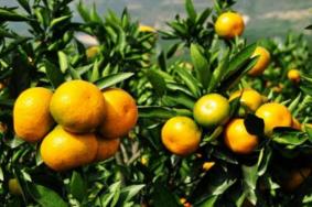 长沙橘子洲橘子什么时候成熟 可以采摘吗
