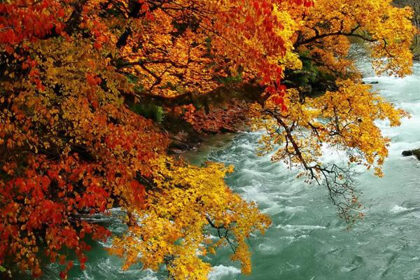 四川米亚罗红叶风景区最佳游时间