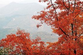 深圳从化石门枫叶什么时候红 2020赏枫最佳时间