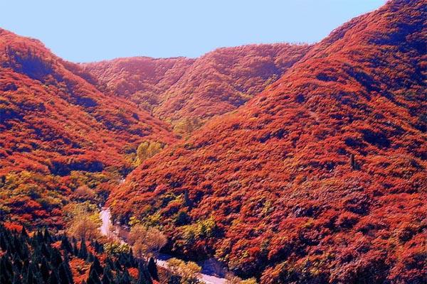 济北白叶谷白叶最好没有雅赏期是甚么时候