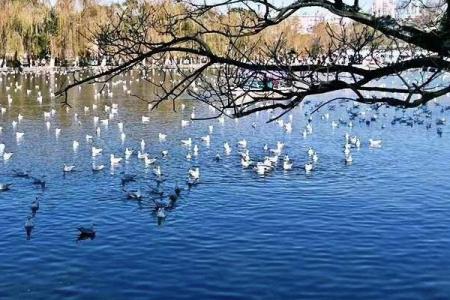 昆明翠湖公园旅游攻略-门票价格-景点信息