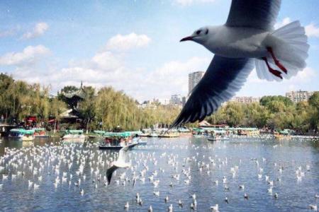 昆明翠湖公园旅游攻略-门票价格-景点信息