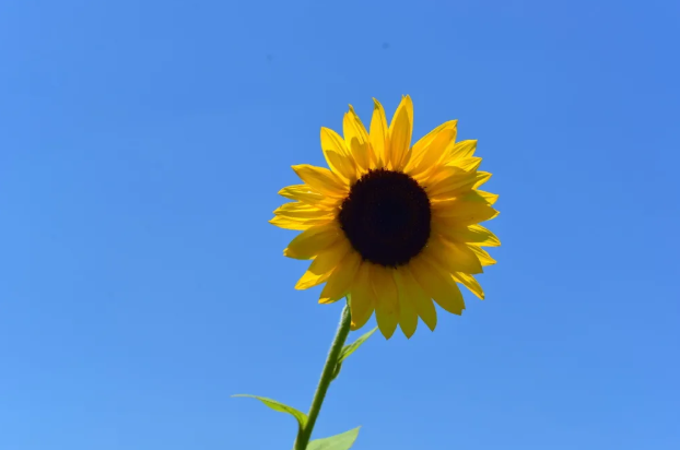 南京秋季賞花好去處 2020南京秋天有啥花