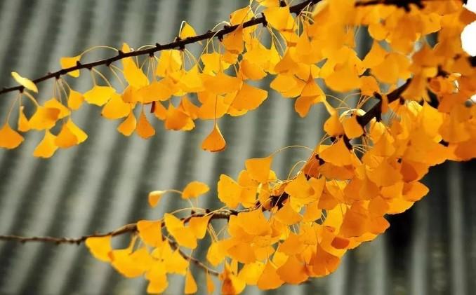 2022西安观音禅寺的银杏树什么时候黄